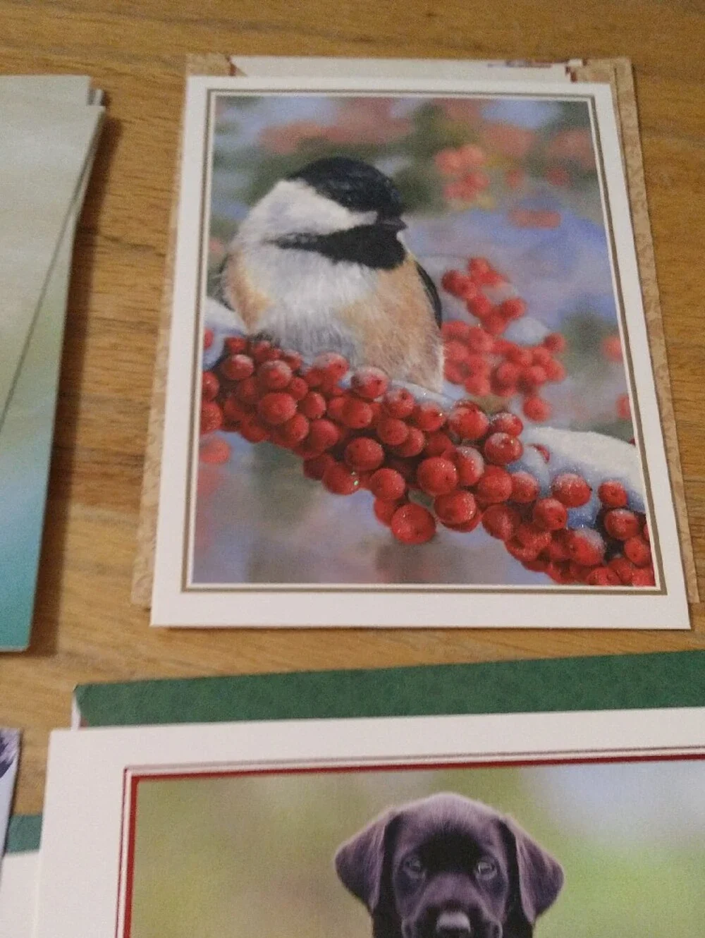 Animal Greeting Cards Assortment - Cats Dogs Birds Other